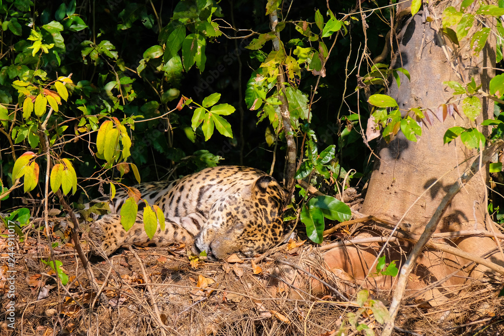 Jaguar, Panthera Onca, resting on a riverbank, Cuiaba River, Porto Jofre, Pantanal Matogrossense, Mato Grosso, Brazil Jaguar, Panthera Onca, resting on a riverbank, Cuiaba River, Porto Jofre, Pantanal Matogrossense, Mato Grosso, Brazil