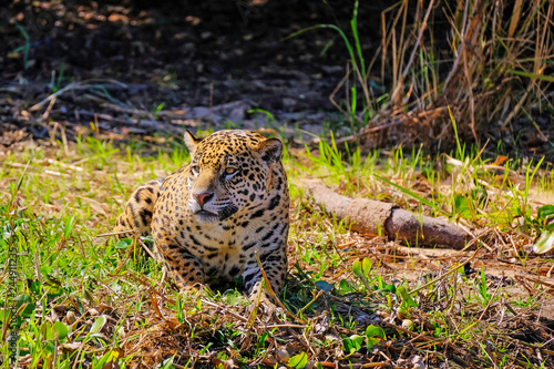 Jaguar  Panthera Onca  on a riverbank  Cuiaba River  Porto Jofre  Pantanal Matogrossense  Mato Grosso  Brazil