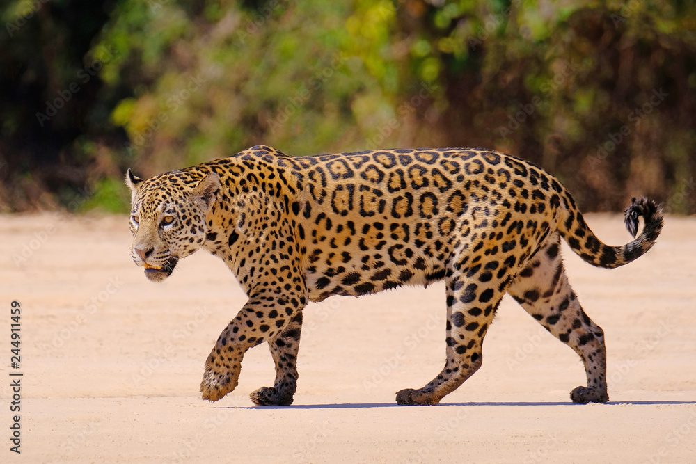 Jaguar, Panthera Onca, Female, Cuiaba River, Porto Jofre, Pantanal Matogrossense, Mato Grosso do Sul, Brazil - obrazy, fototapety, plakaty 
