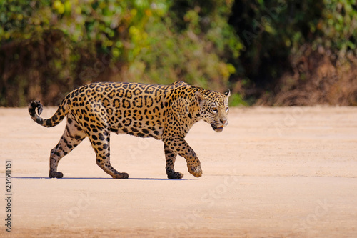 Jaguar  Panthera Onca  Female  Cuiaba River  Porto Jofre  Pantanal Matogrossense  Mato Grosso do Sul  Brazil