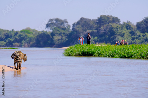 Jaguar, Panthera Onca, Female, observed by unrecognizable tourists crossing Cuiaba River, Pantanal, Brazil