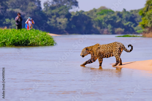 Jaguar, Panthera Onca, Female, observed by unrecognizable tourists crossing Cuiaba River, Pantanal, Brazil