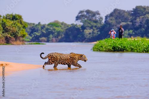 Jaguar, Panthera Onca, Female, observed by unrecognizable tourists crossing Cuiaba River, Pantanal, Brazil photo