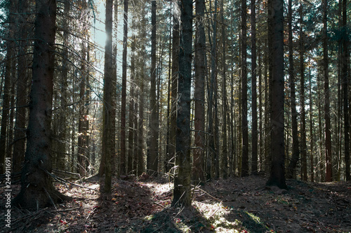 Fototapeta Naklejka Na Ścianę i Meble -  beautiful forest with different trees