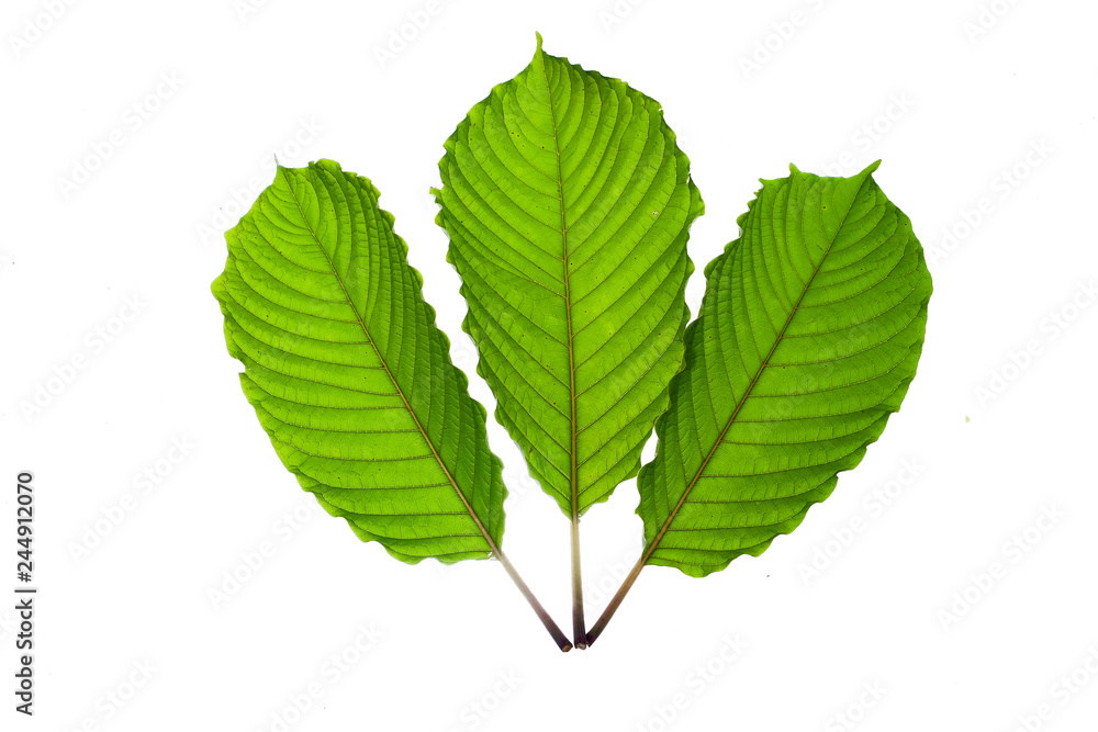 Mitragyna speciosa, commonly known ketum in Malaysia, is a tropical medicine herbal in Asia isolated on white background. Medical Concept Mitragyna speciosa, commonly known ketum in Malaysia, is a tropical medicine herbal in Asia isolated on white background. Medical Concept