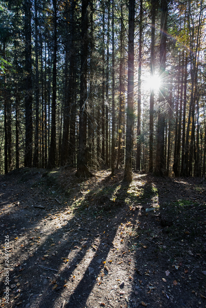 Fototapeta premium beautiful summer forest with different trees