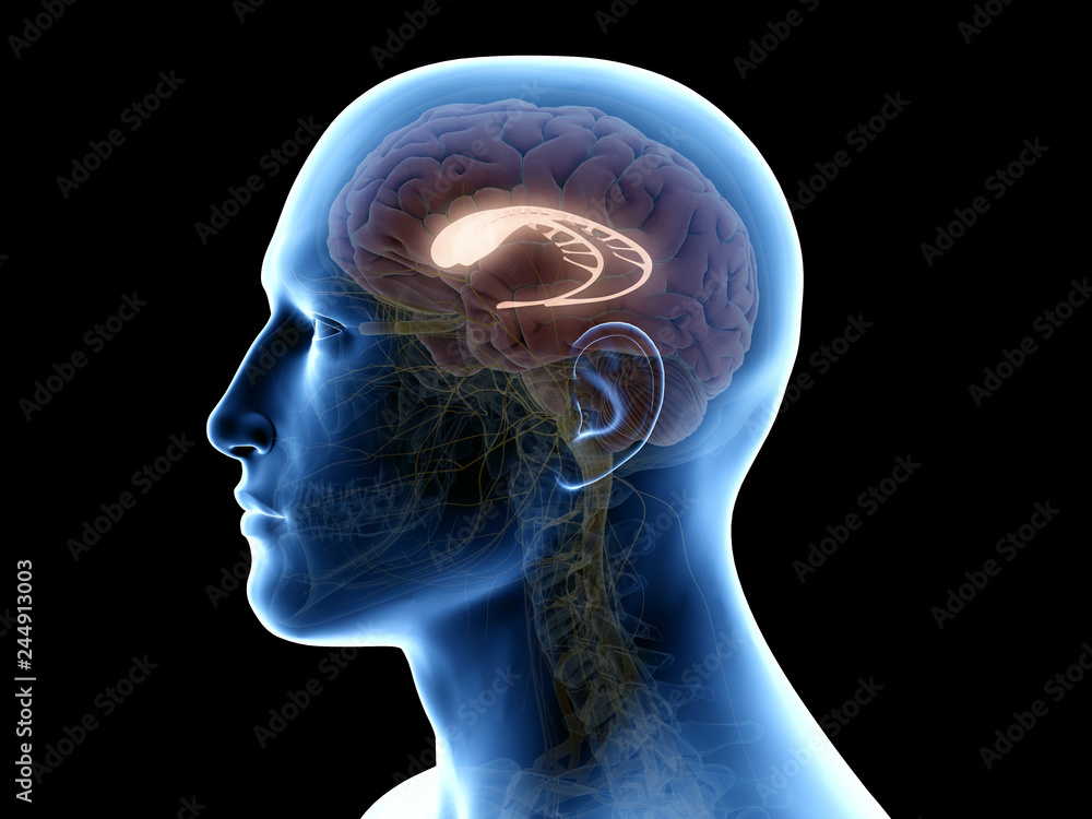 Obraz premium 3d rendered medically accurate illustration of the caudate nucleus