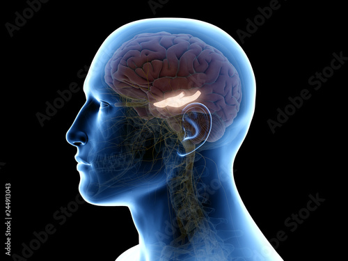 3d rendered medically accurate illustration of the hippocampus photo