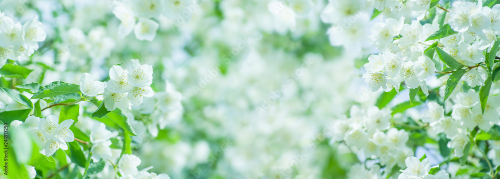 Fototapeta premium Spring natural background with bright blooming jasmine. Spring floral background