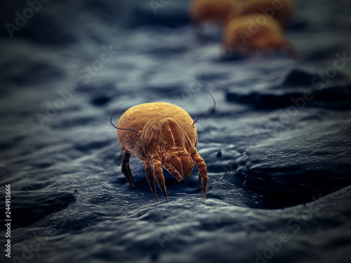 3d rendered illustration of a house dust mite photo