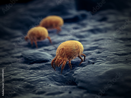3d rendered illustration of a house dust mite photo