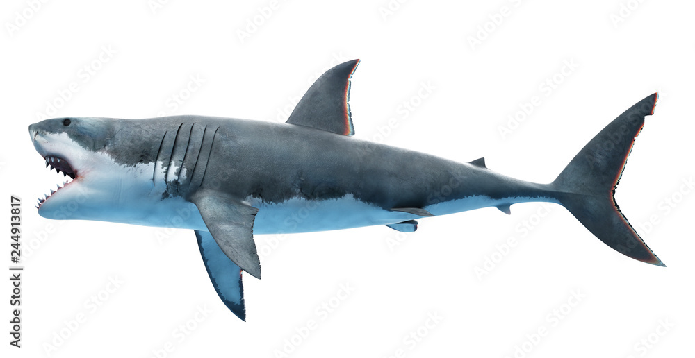 Fototapeta premium 3D wytopione ilustracja żarłacza białego