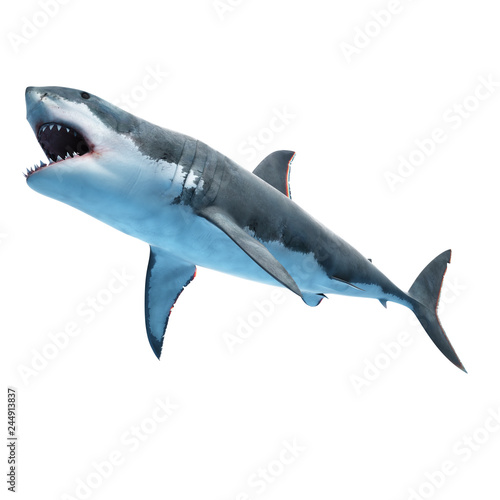 3d rendered illustration of a great white shark