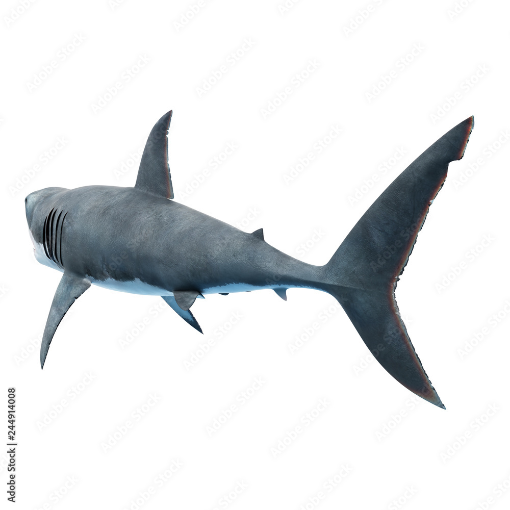 Fototapeta premium 3D wytopione ilustracja żarłacza białego