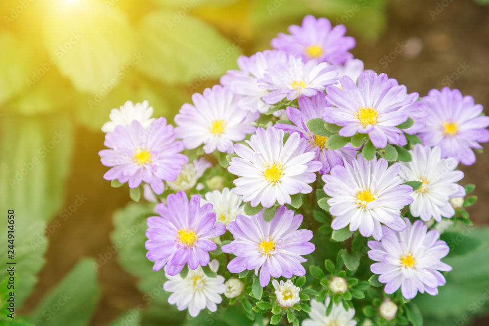 Flower and green leaf background in garden at sunny summer or spring day for postcard beauty decoration and agriculture concept design. Purple daisy flower.