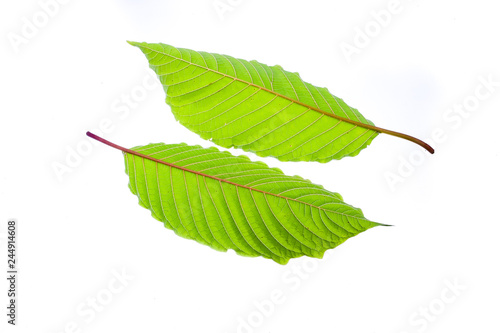 Mitragyna speciosa, commonly known ketum in Malaysia, is a tropical medicine herbal in Asia isolated on white background. Medical Concept photo