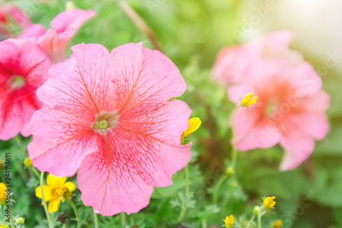 Flower and green leaf background in garden at sunny summer or spring day for postcard beauty decoration and agriculture concept design. Petunia flower.