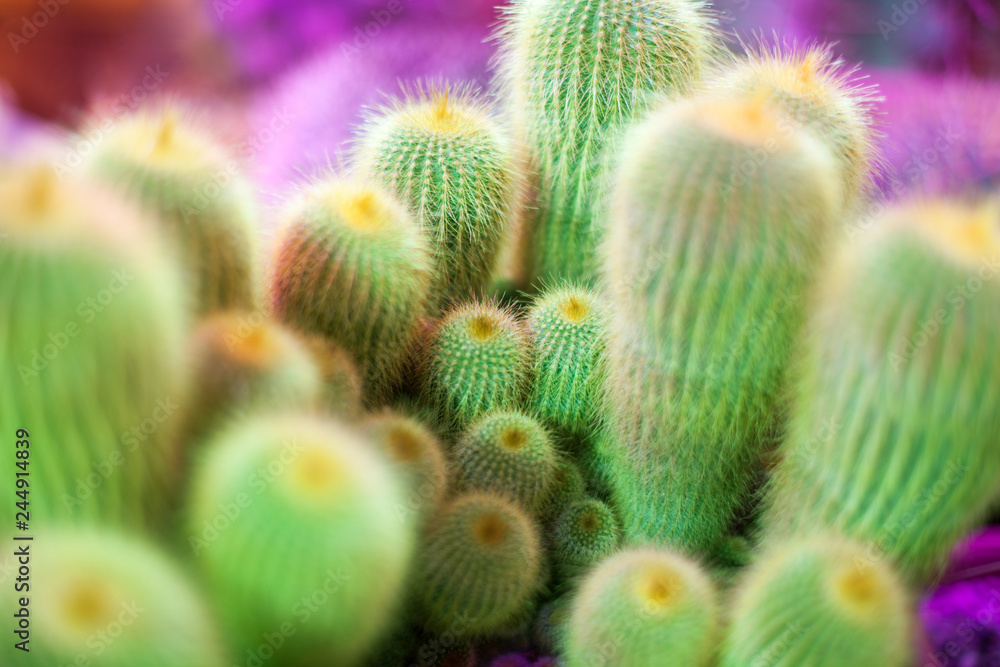 Many green cactus on bright violet background, cacti blurred background close up top view macro Many green cactus on bright violet background, cacti blurred background close up top view macro