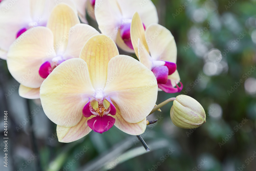 Obraz premium Orchid flower in orchid garden at winter or spring day for postcard beauty and agriculture idea concept design. Phalaenopsis orchid.