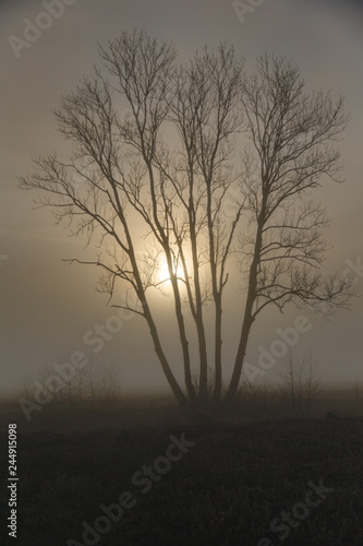 A tree in Bavaria in the mist with the sun in the background