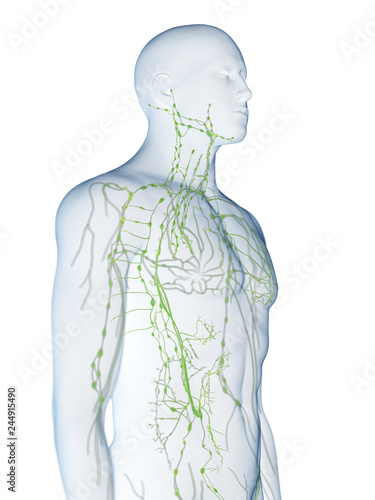 Quadro su tela 3d rendered medically accurate illustration of the lymphatic system