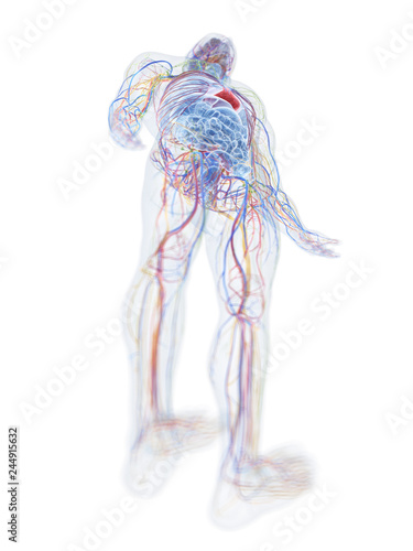 3d rendered medically accurate illustration of the human anatomy