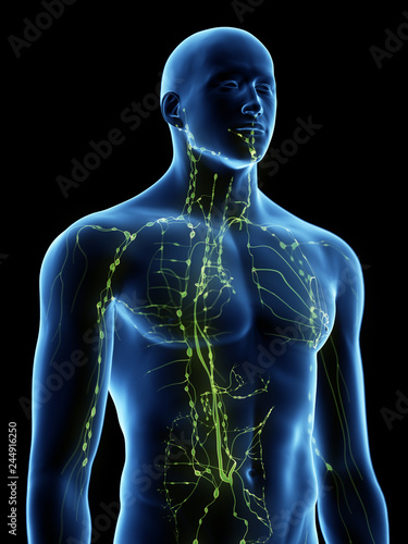 3d rendered medically accurate illustration of the lymphatic system photo