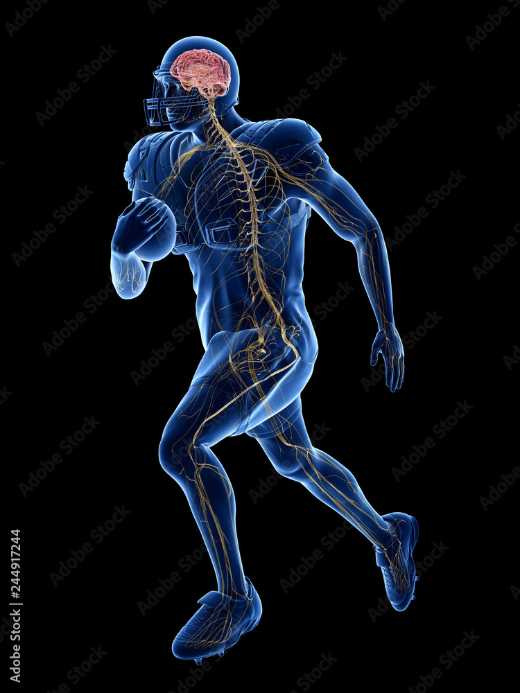 3d rendered medically accurate illustration of the nervous system of an american football player
