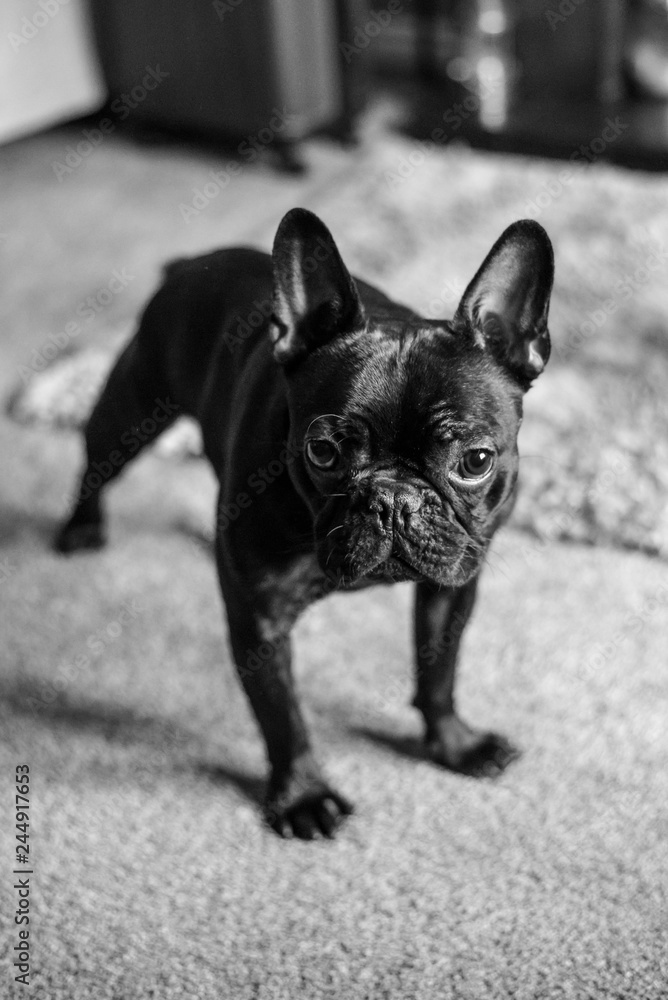A black french bulldog standing on floor looking up