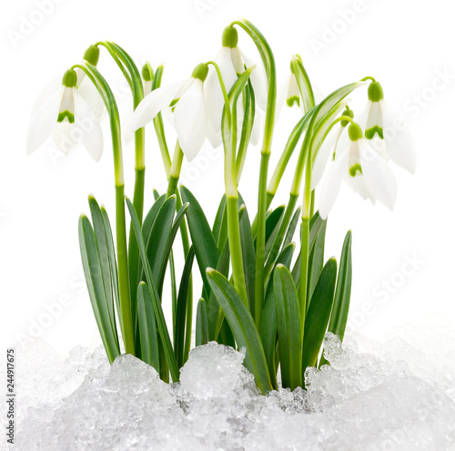 Snowdrop flower isolated on white.