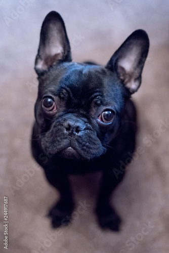A black french bulldog sitting on floor looking up