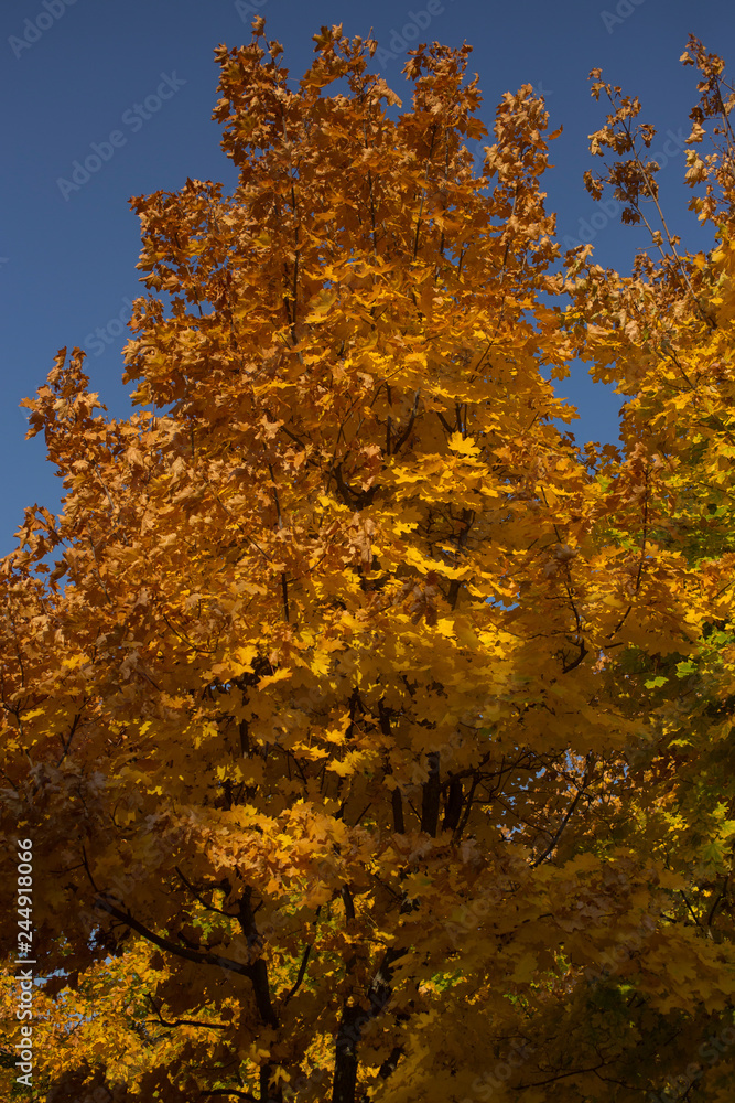 Fire leaves on the tops of trees. Autumn landscape. Plantations of maple trees. Trees threw off foliage. Fire leaves on the tops of trees. Autumn landscape. Plantations of maple trees. Trees threw off foliage.