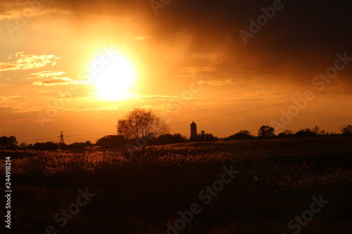 beautiful sunset, no processing, wildlife, reed, sky, sun © Тимофей сухоцкий