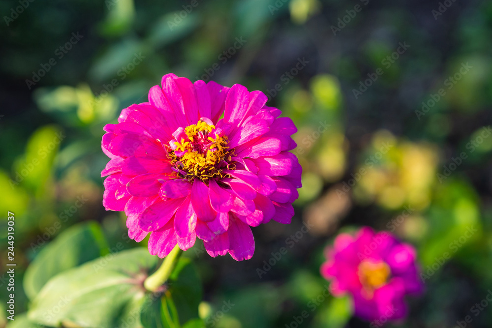 Close-up Of Zinnia flowers (Zinnia elegans) in the garden. Close-up Of Zinnia flowers (Zinnia elegans) in the garden.