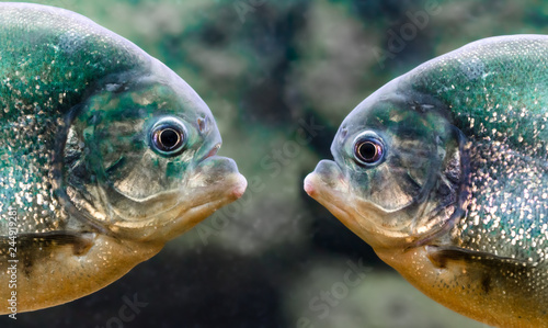 Фотография two piranhas are next to each other in the water close up