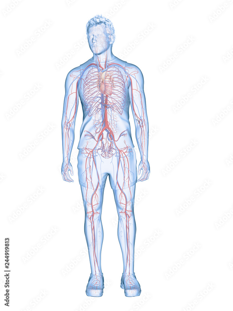 3d rendered medically accurate illustration of the human heart and vascular system 3d rendered medically accurate illustration of the human heart and vascular system