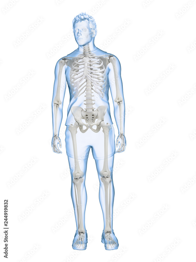 3d rendered medically accurate illustration of the human skeletal system