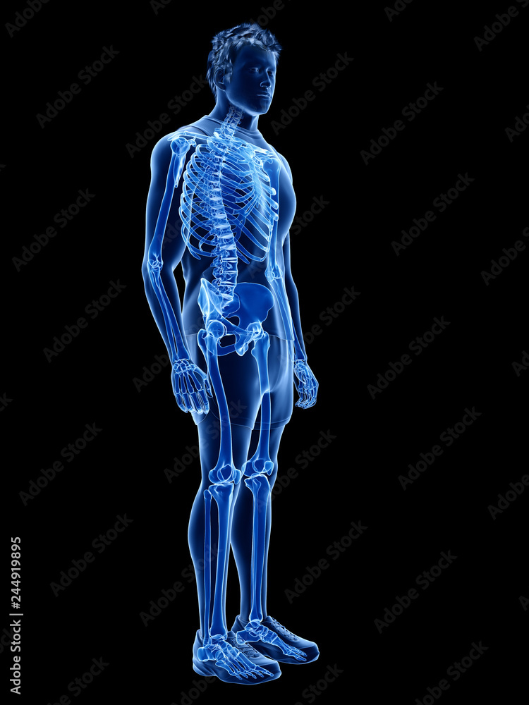 3d rendered medically accurate illustration of the human skeletal system 3d rendered medically accurate illustration of the human skeletal system