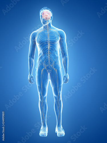 3d rendered medically accurate illustration of the human nervous system
