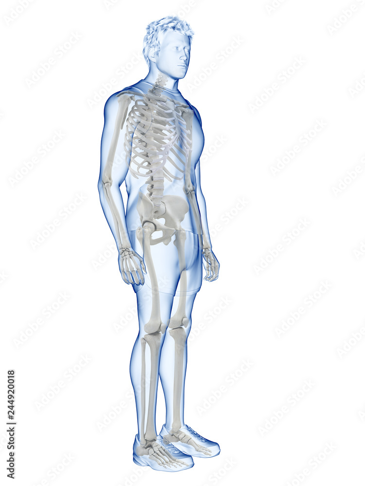 3d rendered medically accurate illustration of the human skeletal system 3d rendered medically accurate illustration of the human skeletal system