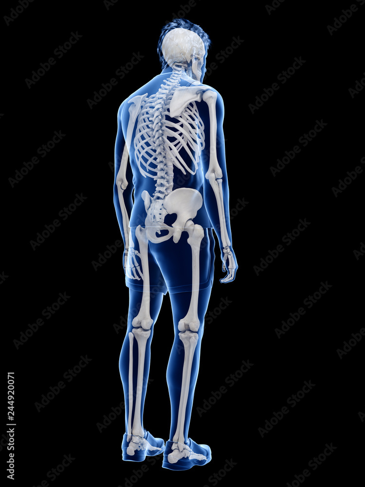 3d rendered medically accurate illustration of the human skeletal system 3d rendered medically accurate illustration of the human skeletal system