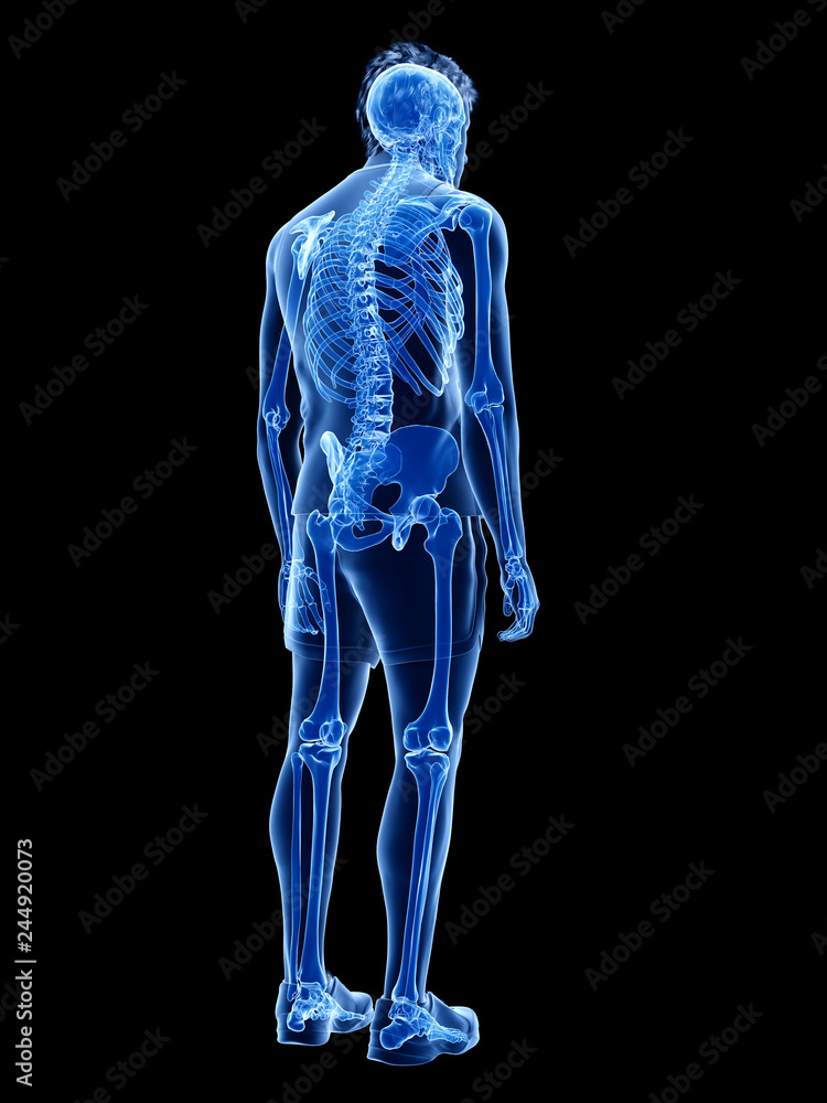 3d rendered medically accurate illustration of the human skeletal system 3d rendered medically accurate illustration of the human skeletal system
