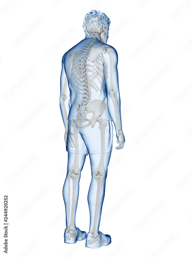 3d rendered medically accurate illustration of the human skeletal system 3d rendered medically accurate illustration of the human skeletal system