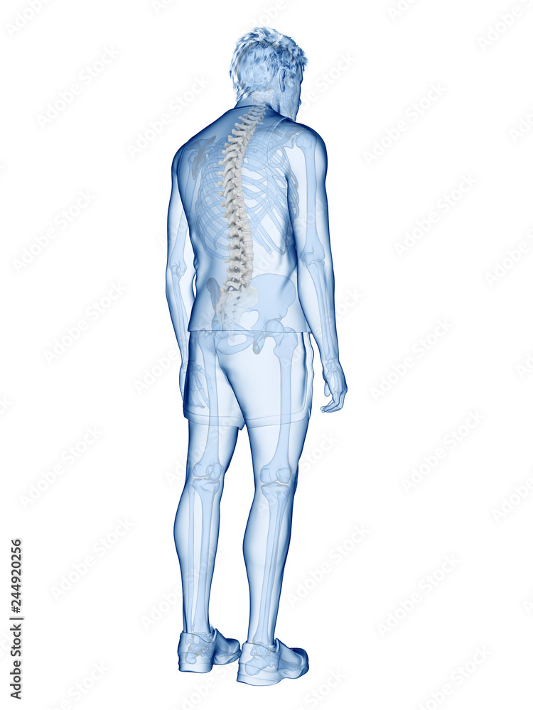 3d rendered medically accurate illustration of the human spine