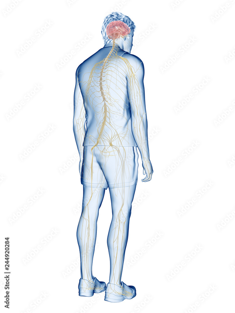 3d rendered medically accurate illustration of the human nervous system