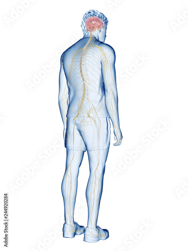 3d rendered medically accurate illustration of the human nervous system © Sebastian Kaulitzki