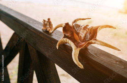 Two seashells on the background of beach and sea. They stand on wooden piece.
