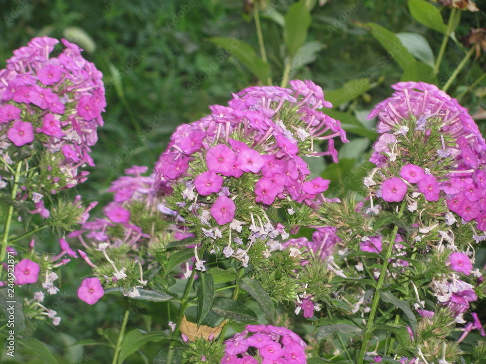 Obraz premium Purple flowers in the garden