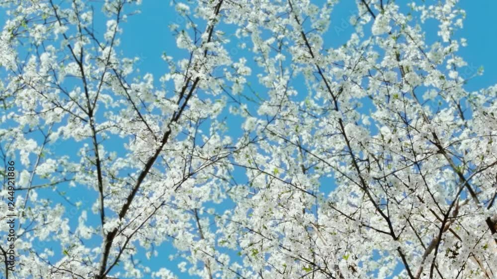 Closeup view of beautiful branch of blossoming fruit tree isolated on blue blurry sky background. Beauty of spring season concept. Real time full hd video footage. Closeup view of beautiful branch of blossoming fruit tree isolated on blue blurry sky background. Beauty of spring season concept. Real time full hd video footage.