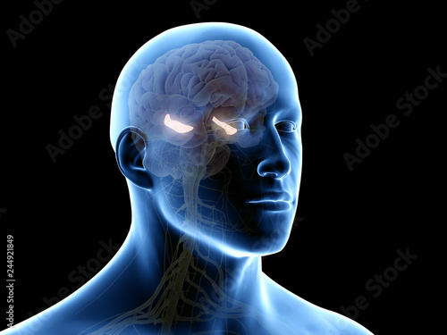 3d rendered medically accurate illustration of the hippocampus